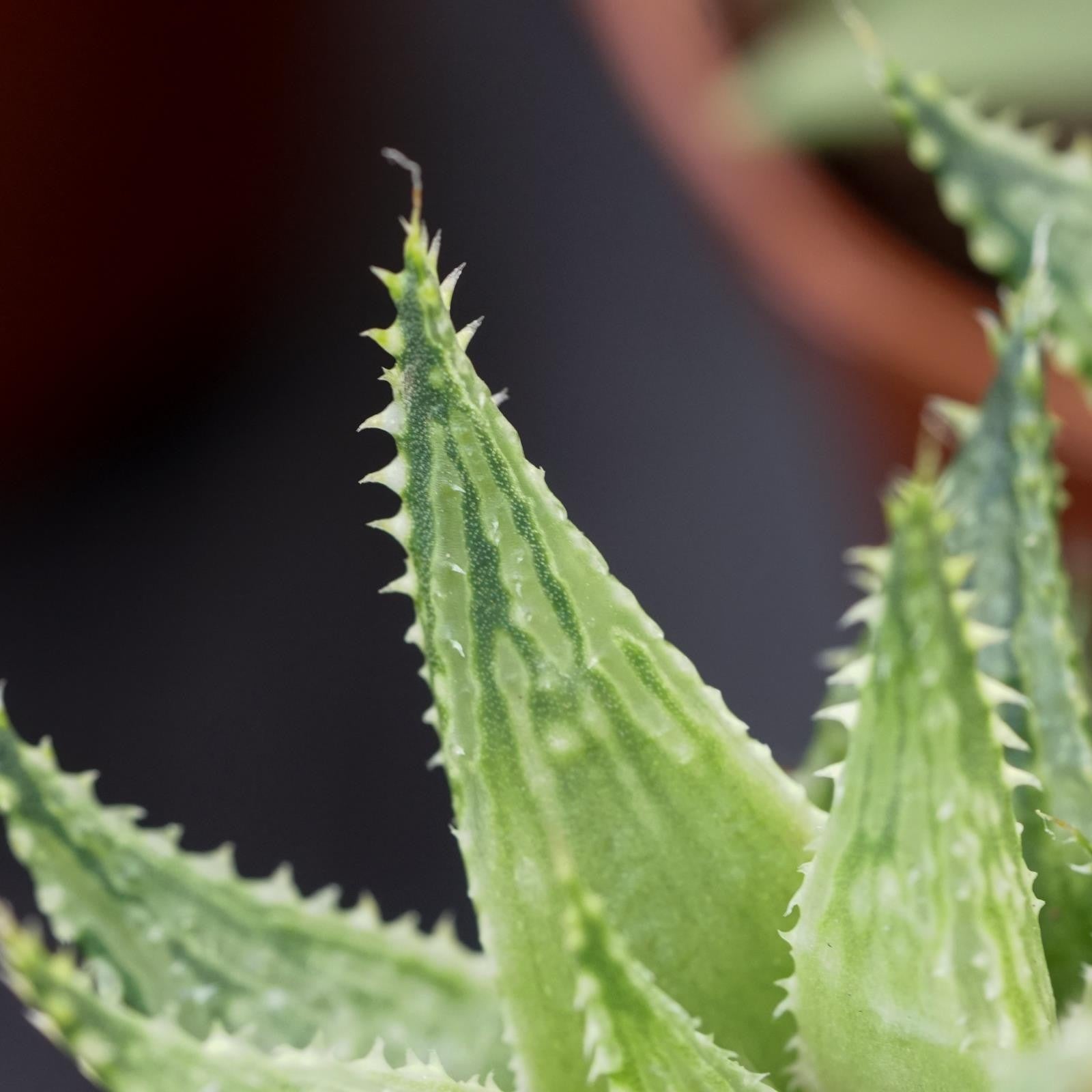 pasiora-haworthia-vivaldi-sukkulente-5-5cm image 3
