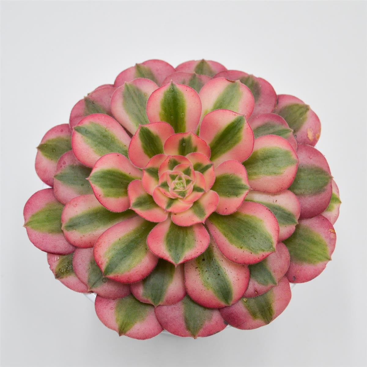 pasiora-aeonium-pink-witch-sukkulente-im-12cm-topf image 1