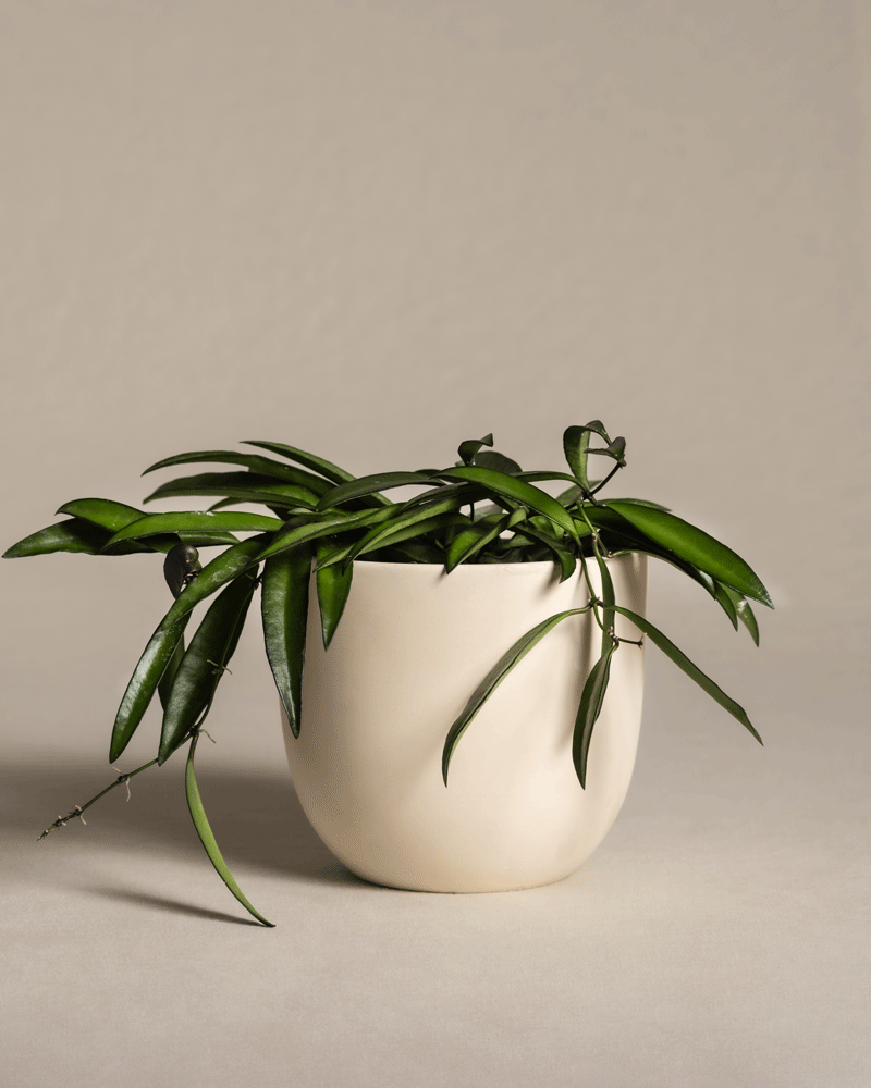 feey-hoya-wayetii-porzellanblume-zimmerpflanze-13-cm-topf image 6
