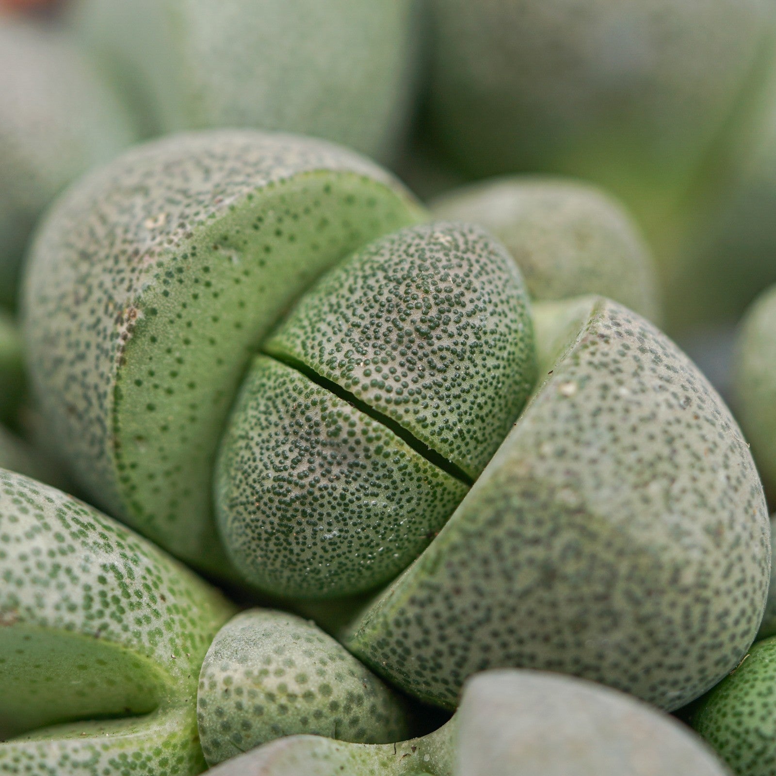 pasiora-pleiospilos-nelii-lebender-stein-8-5cm-topf image 3