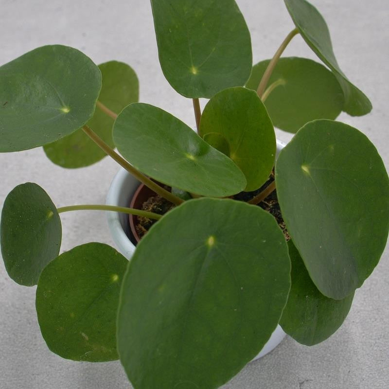 pasiora-pilea-peperomioides-chinesischer-geldbaum-6cm image 2