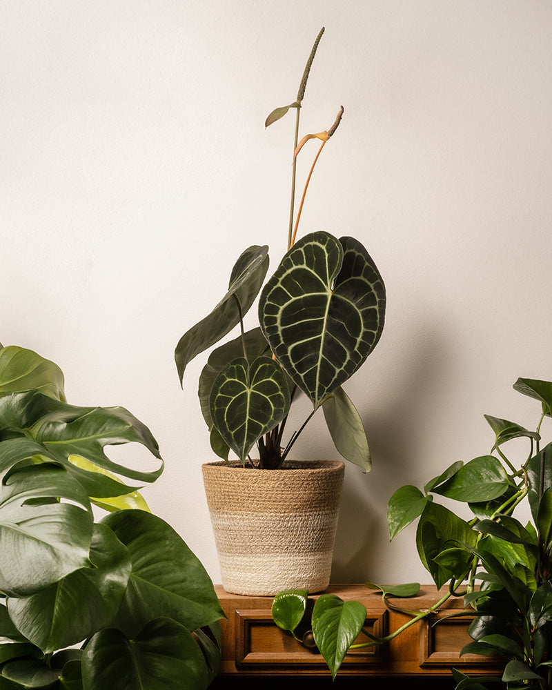 feey-pflanzenkorb-lapis-18-cm-jute-bertopf image 4