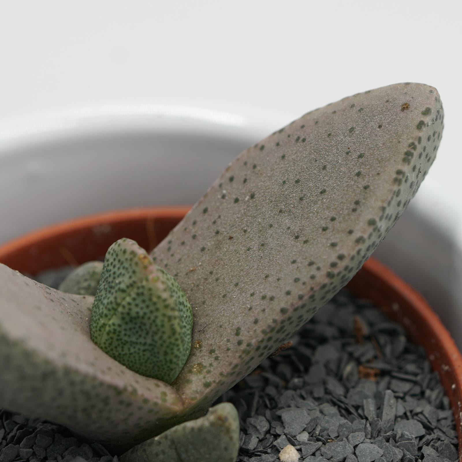 pasiora-pleiospilos-bolussi-sukkulente-5-5-cm-topf image 3