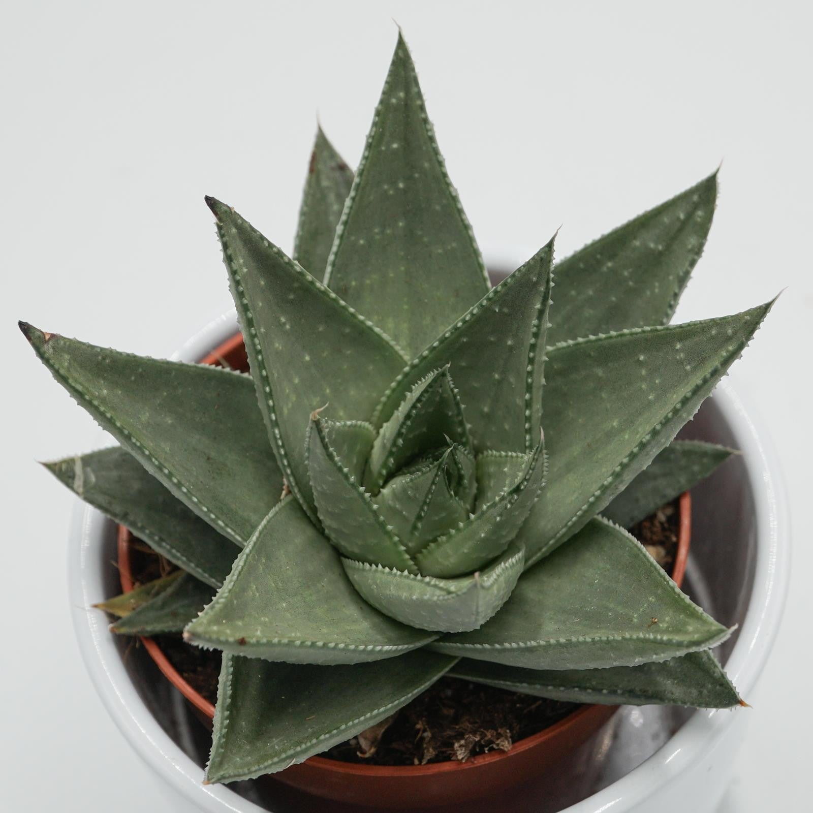 pasiora-haworthia-savanna-sukkulente-im-8-5cm-topf image 1