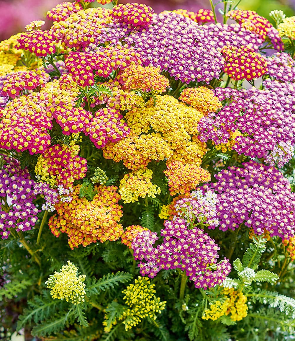 baldur-garten-achillea-mix-milly-rock-schafgarbe-3er-set-im-9x9-cm-topf image 2