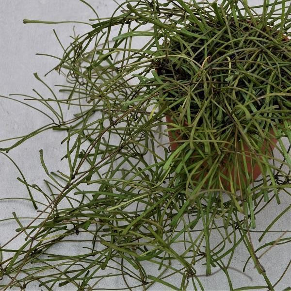 pasiora-hoya-retusa-wachsblume-h-ngepflanze-im-12cm-topf image 1