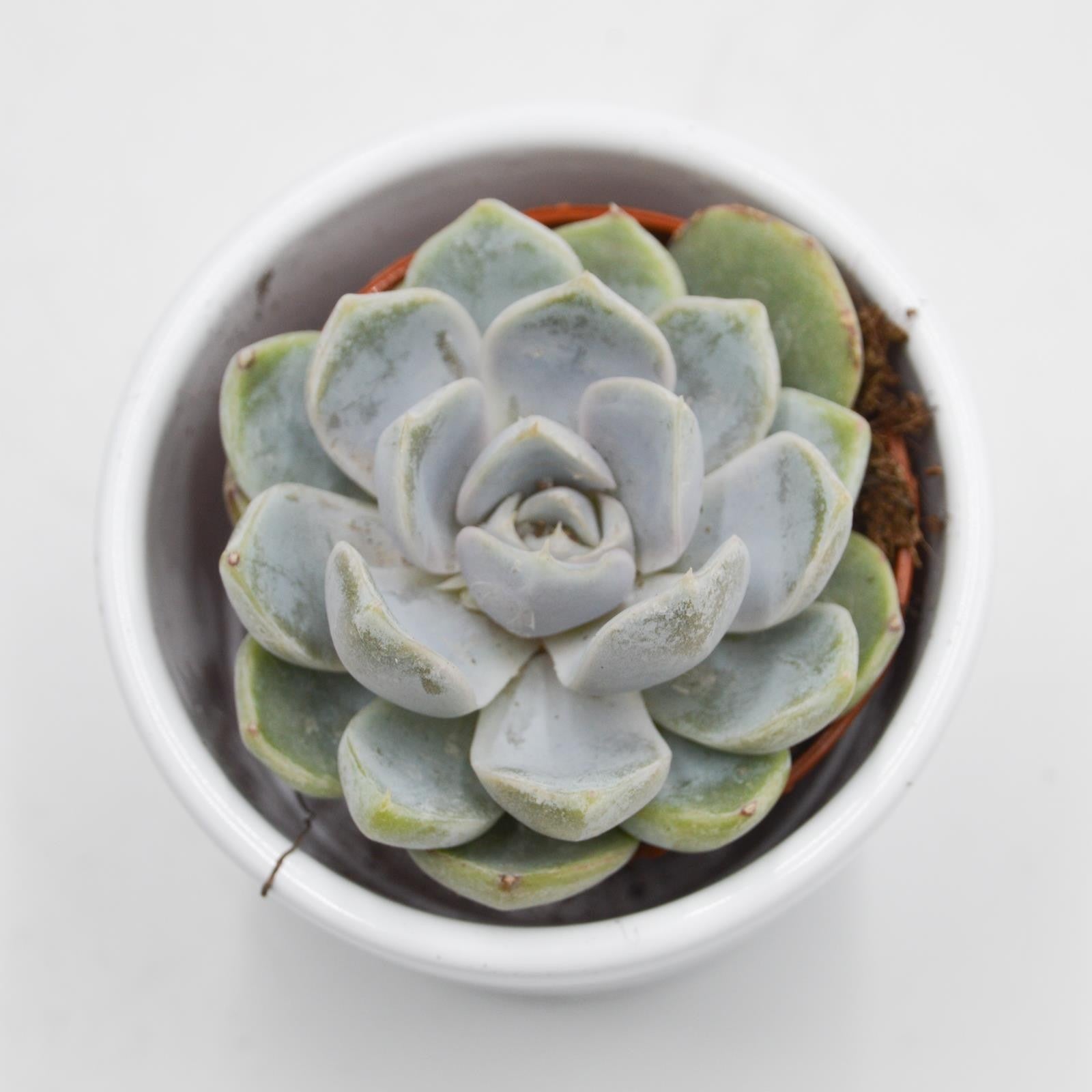 pasiora-echeveria-snow-bunny-sukkulente-5-5cm-topf image 1