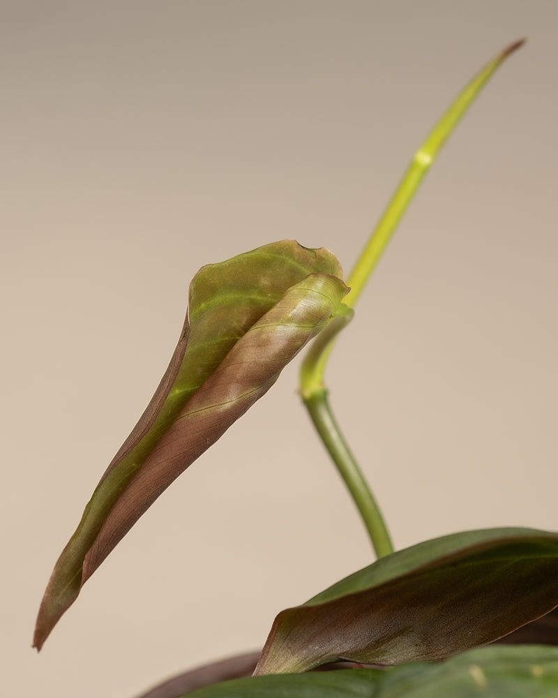 feey-philodendron-micans-h-ngepflanze-samtig image 6