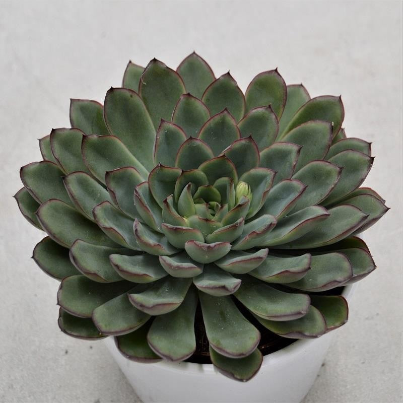 pasiora-echeveria-pulidonis-sukkulente-10-5cm-topf image 1
