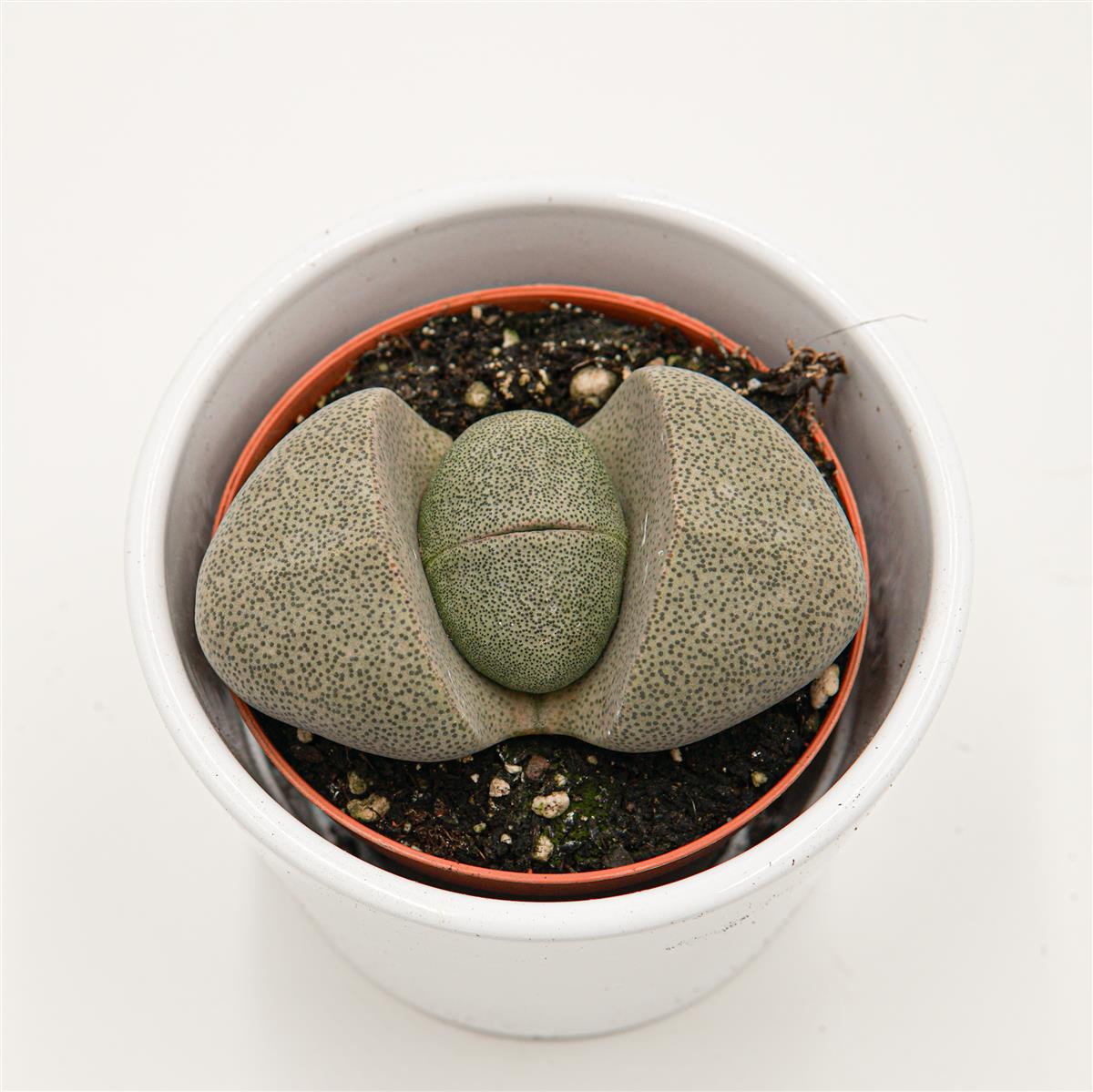 pasiora-pleiospilos-nelii-lebender-stein-8-5cm-topf image 2