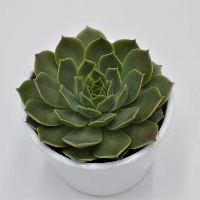 pasiora-echeveria-lina-sukkulente-8-5cm image 1