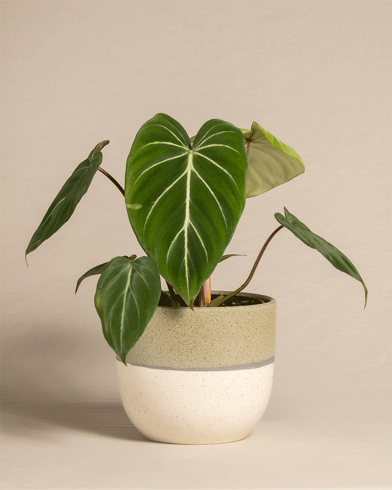 feey-philodendron-gloriosum-zimmerpflanze-mit-samtbl-ttern image 5