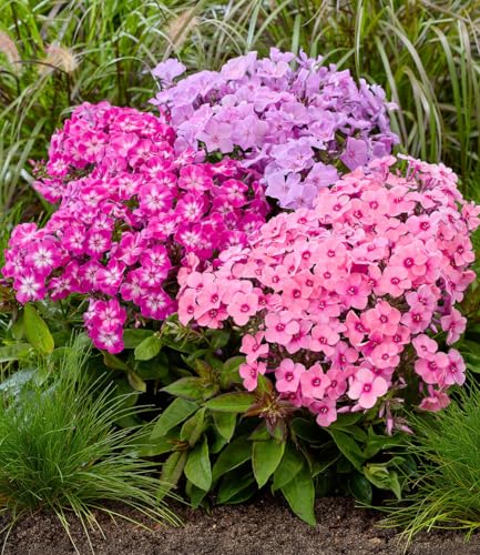 baldur-garten-niedriger-phlox-mix-flatscreen-3-knollen-gr-e-i image 2