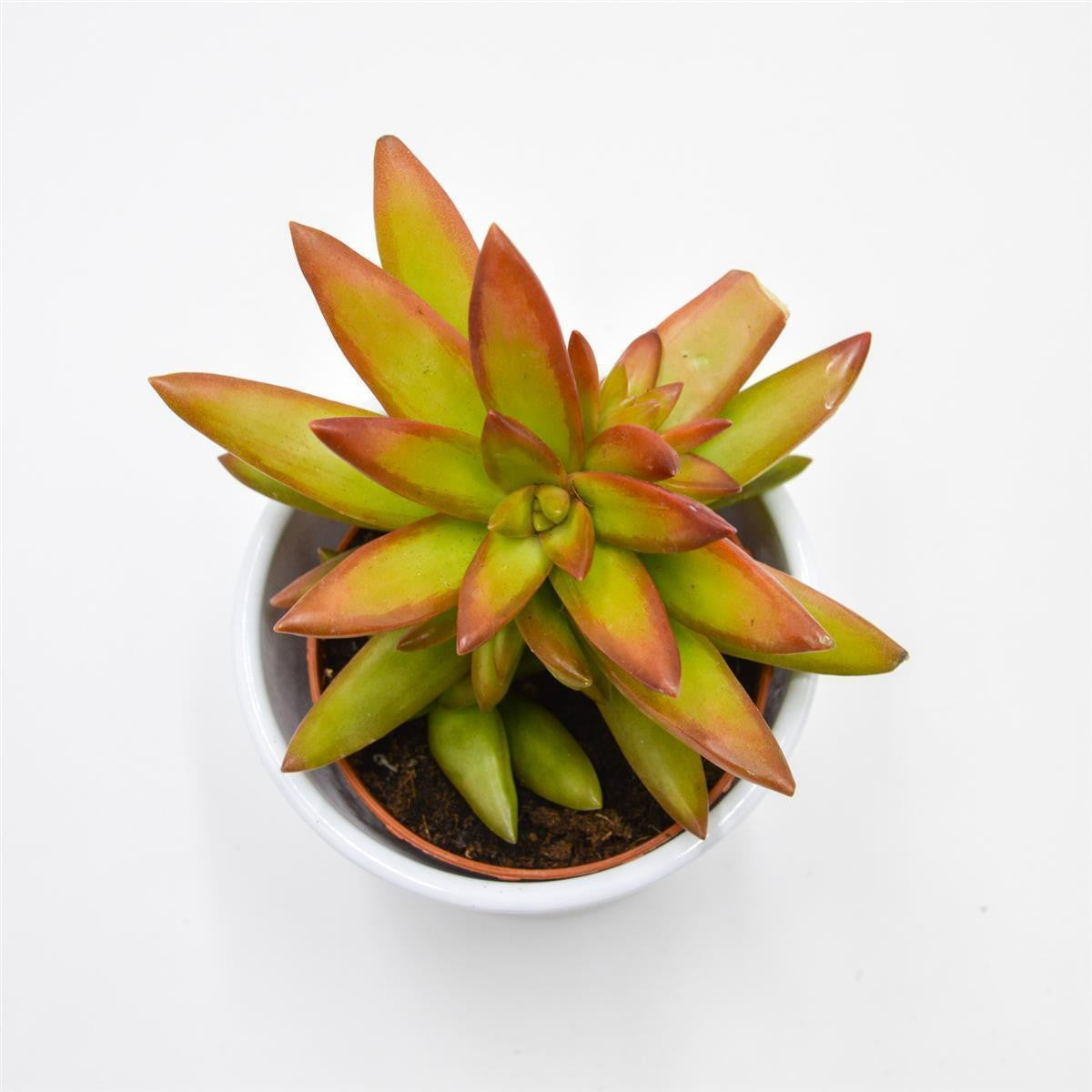pasiora-sedum-firestorm-sukkulente-im-8-5cm-topf image 1