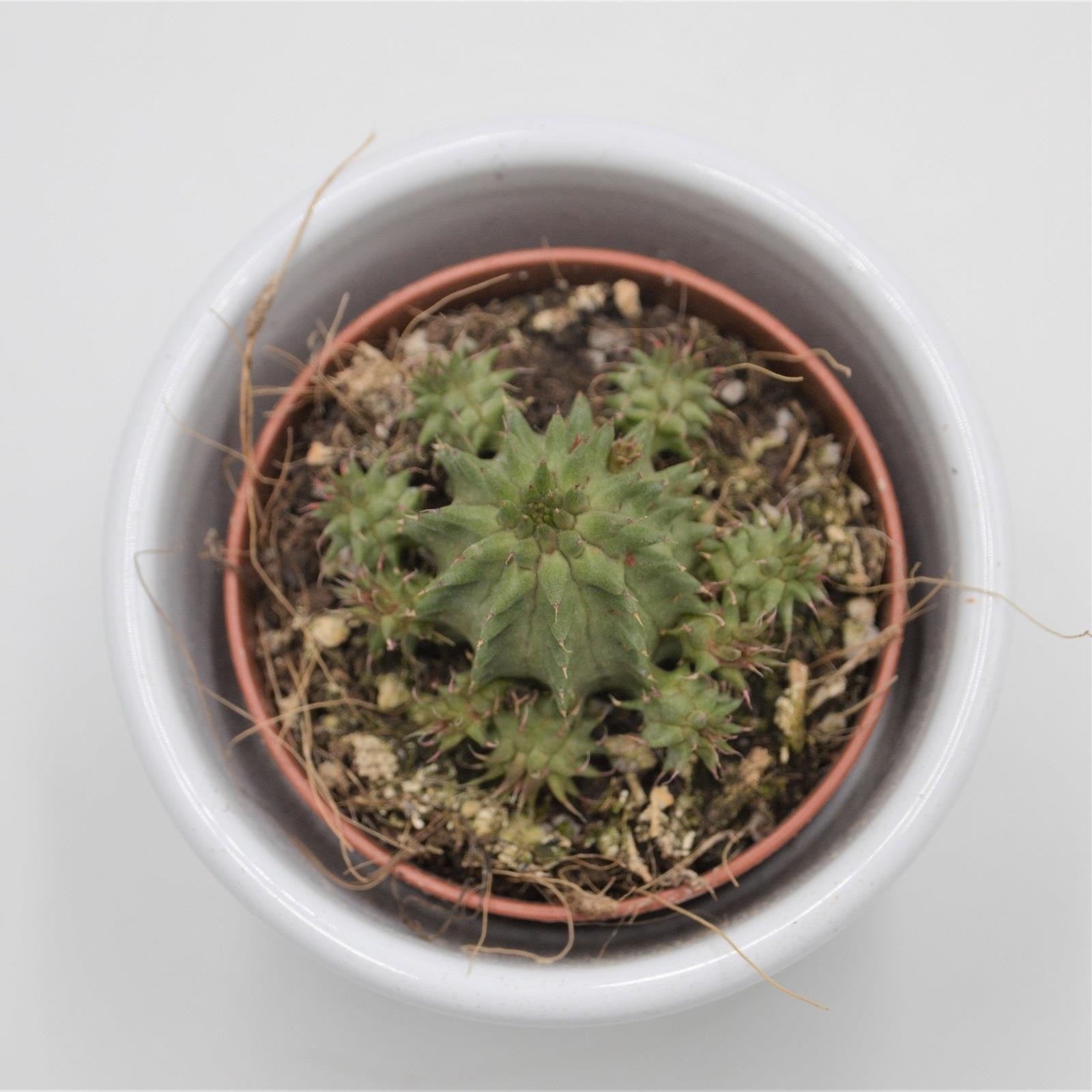 pasiora-euphorbia-susannae-wolfsmilch-sukkulente-5-5cm image 3