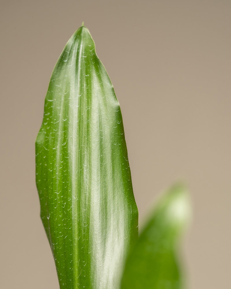 feey-gro-er-drachenbaum-dracaena-fragrans-65-75-cm image 8