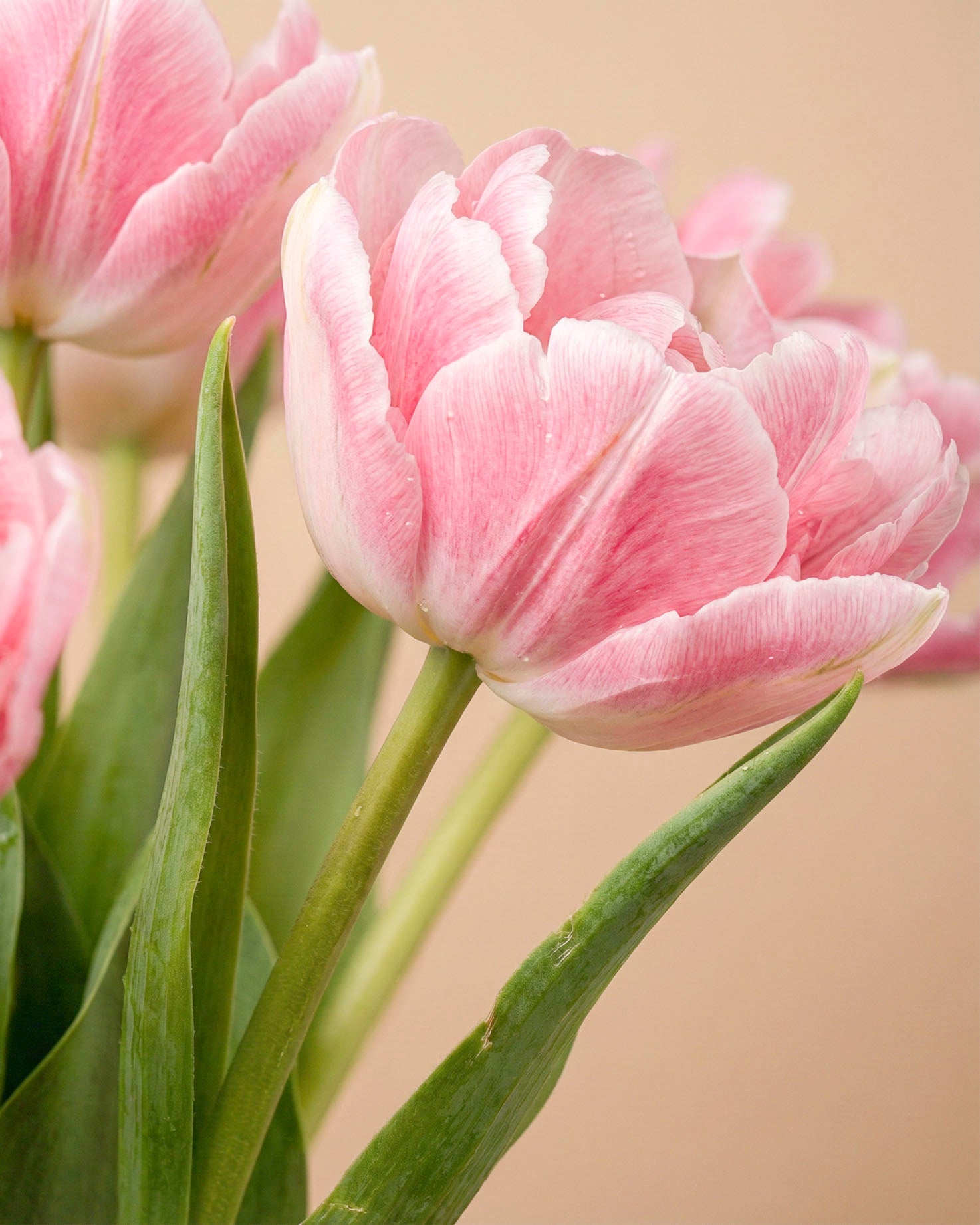 feey-tulpen-liebesgedicht-rosa-tulpenstrau image 6