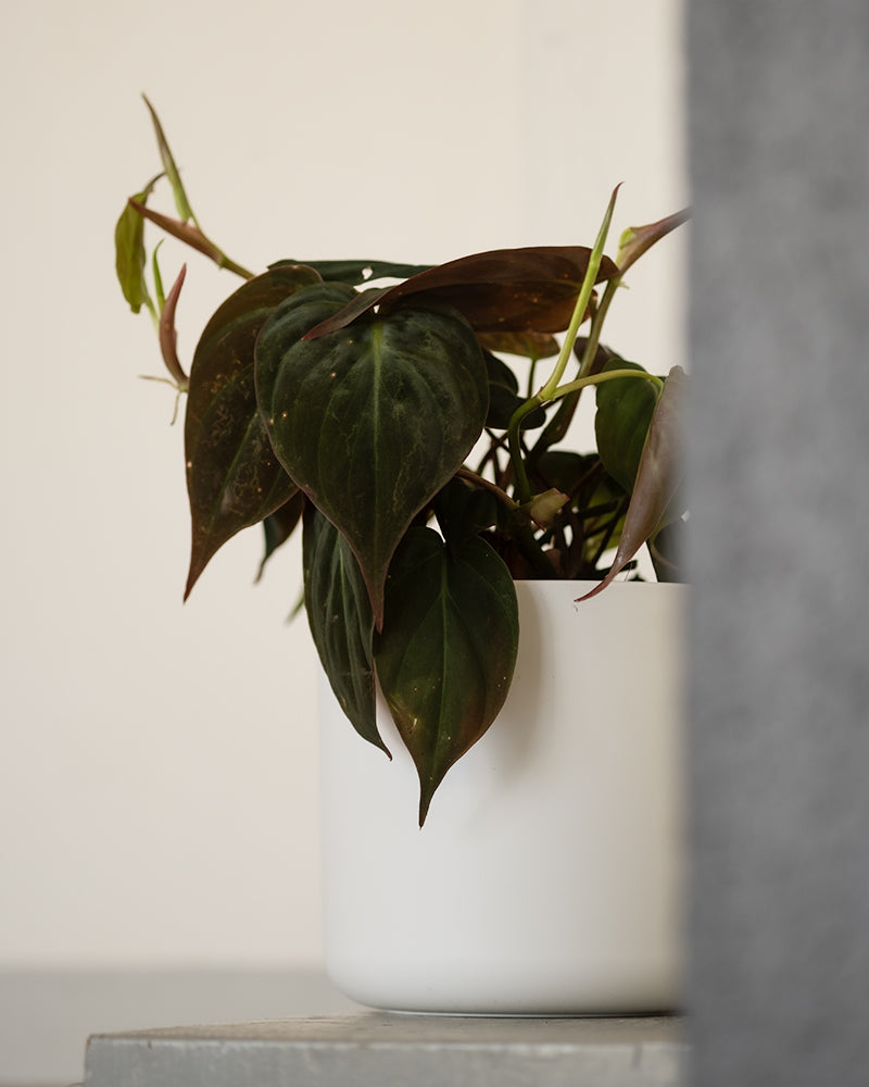 feey-philodendron-micans-h-ngepflanze-samtig image 5