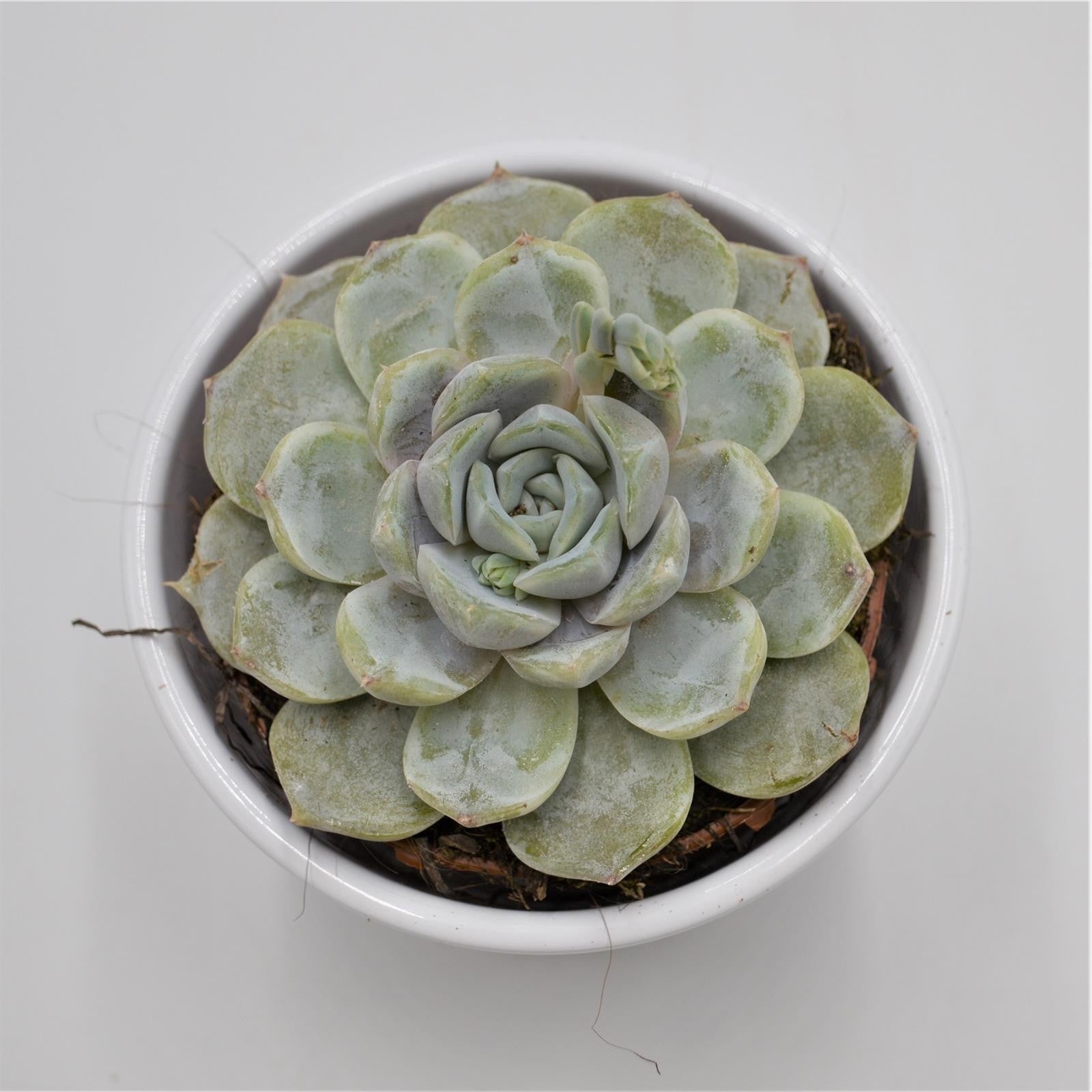 pasiora-echeveria-snow-bunny-echeverie-sukkulente-8-5cm image 2