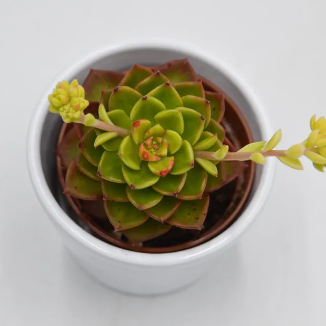 pasiora-x-sedeveria-letitzia-variegata-sukkulente-6cm image 1