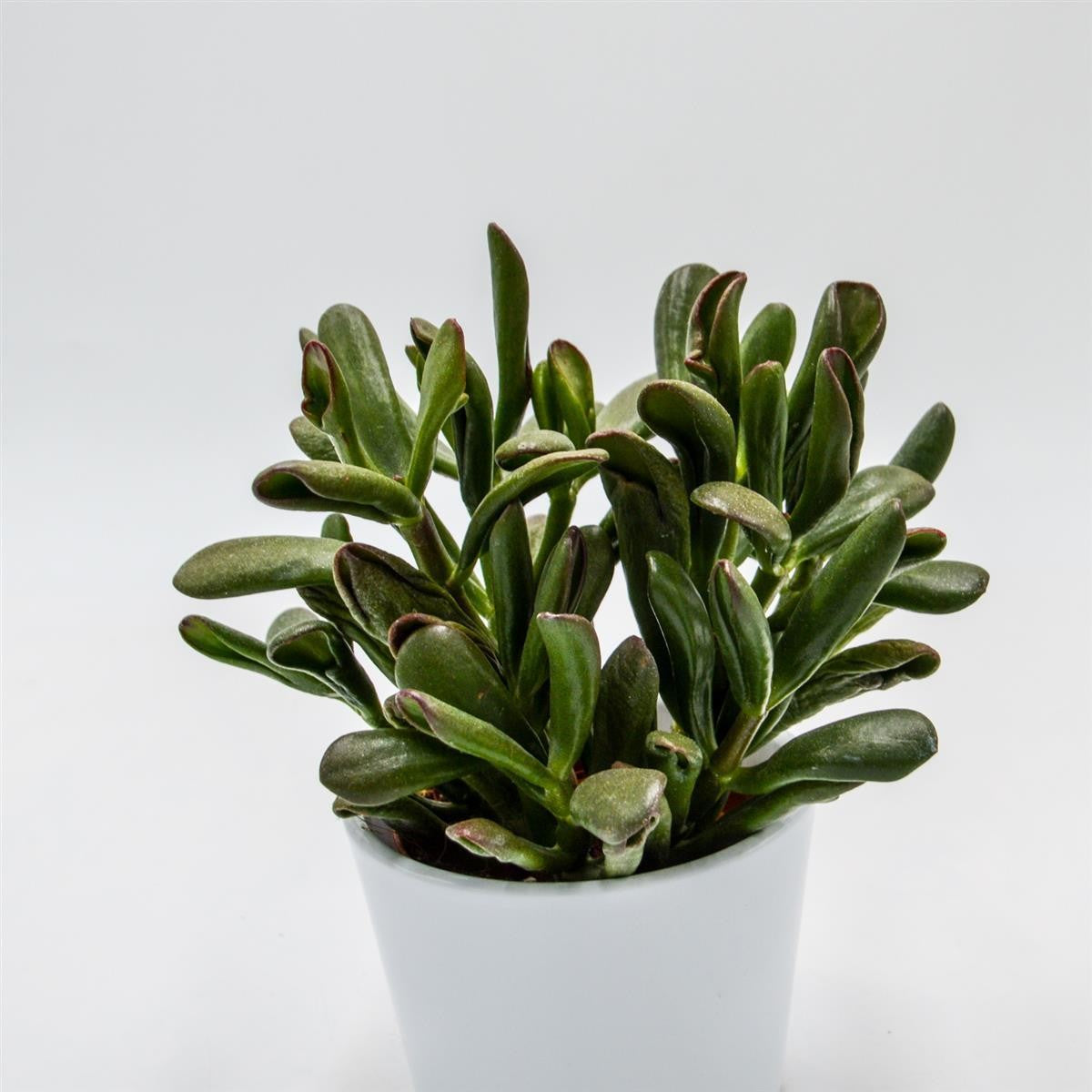 pasiora-crassula-hobbit-sunset-sukkulente-8-5-cm-topf image 2