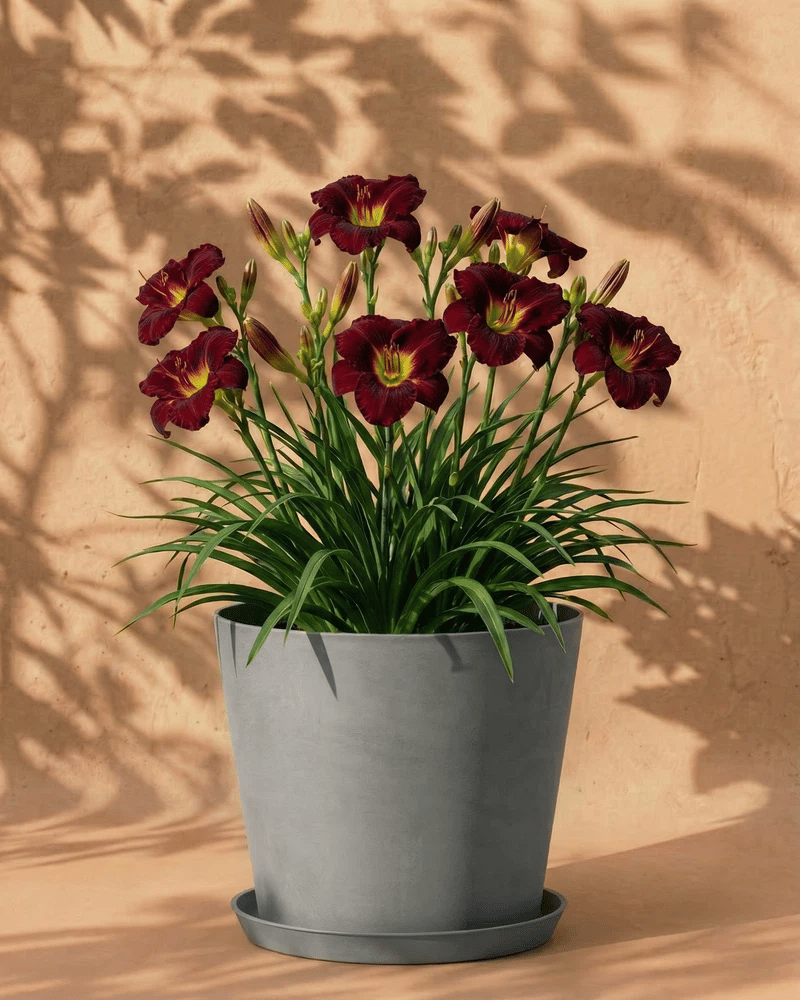 feey-hemerocallis-weinrot-taglilie-knollenpflanze-f-r-garten-und-k-bel image 8