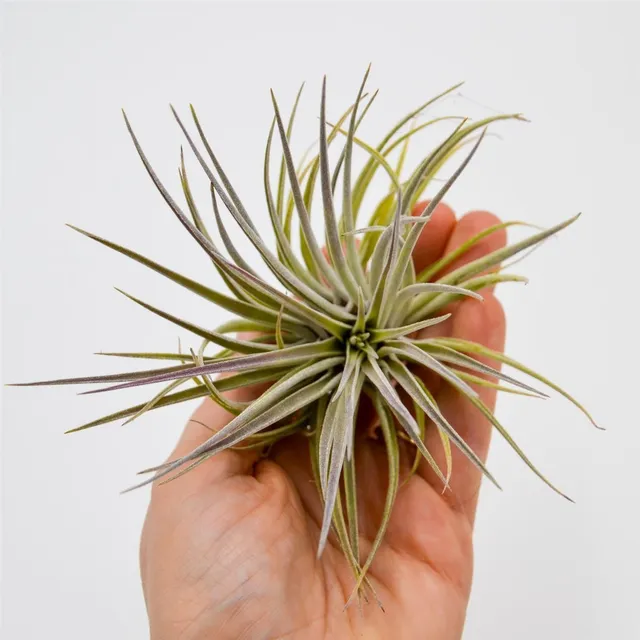 pasiora-tillandsia-plagiotropica-var-purple-bromelie-luftpflanze image 1
