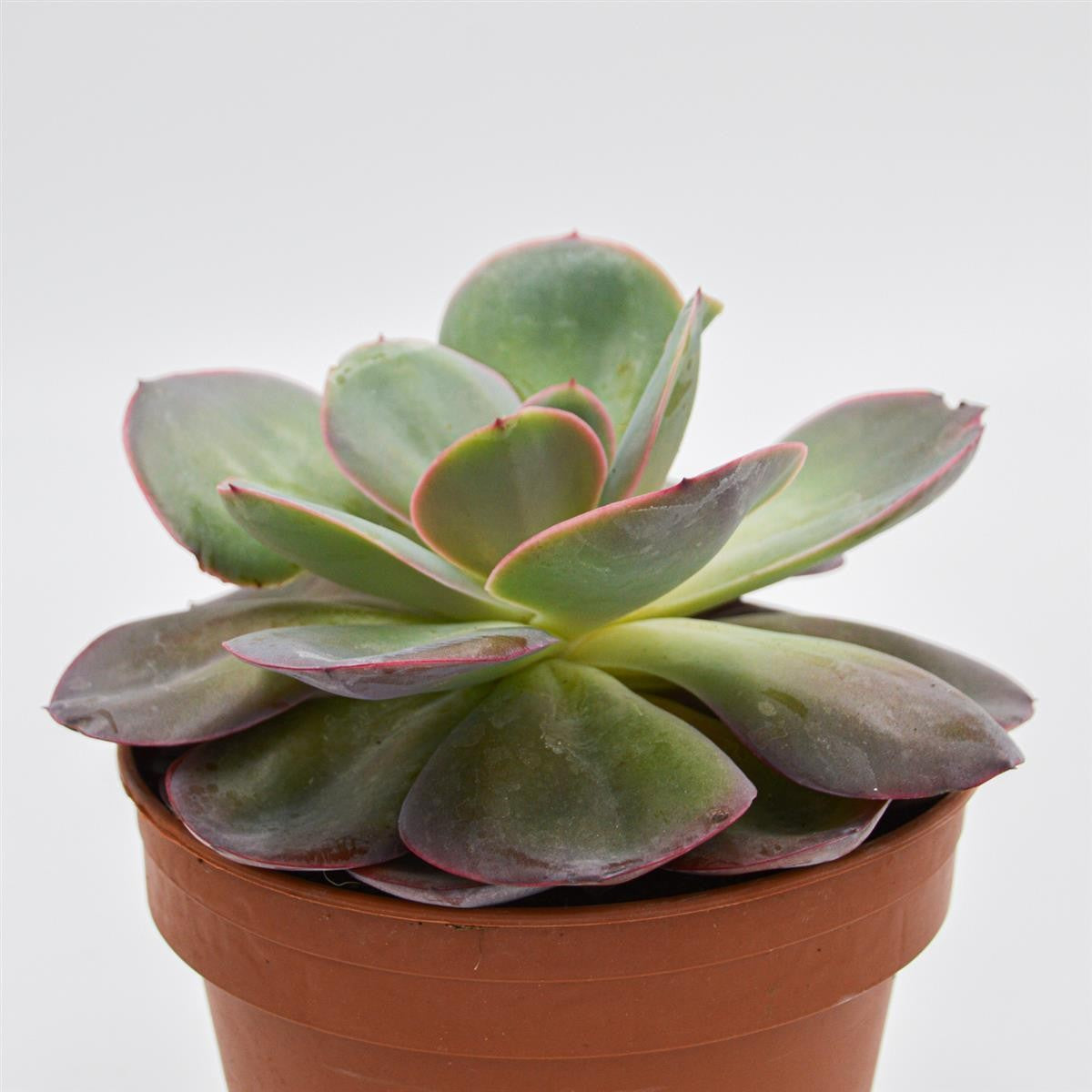pasiora-echeveria-green-pacific-sukkulente-14-cm-topf image 1