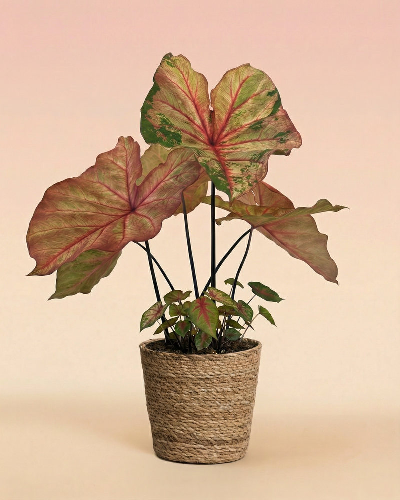 feey-caladium-autumn-beauty-gro-e-saisonale-zimmerpflanze image 8