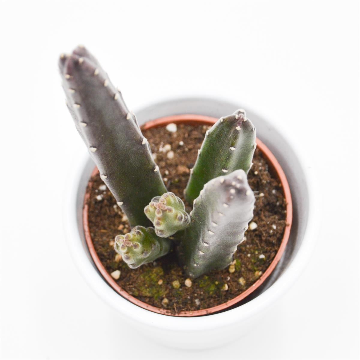 pasiora-stapelia-leendertziae-sukkulente-aasblume-6cm-topf image 2