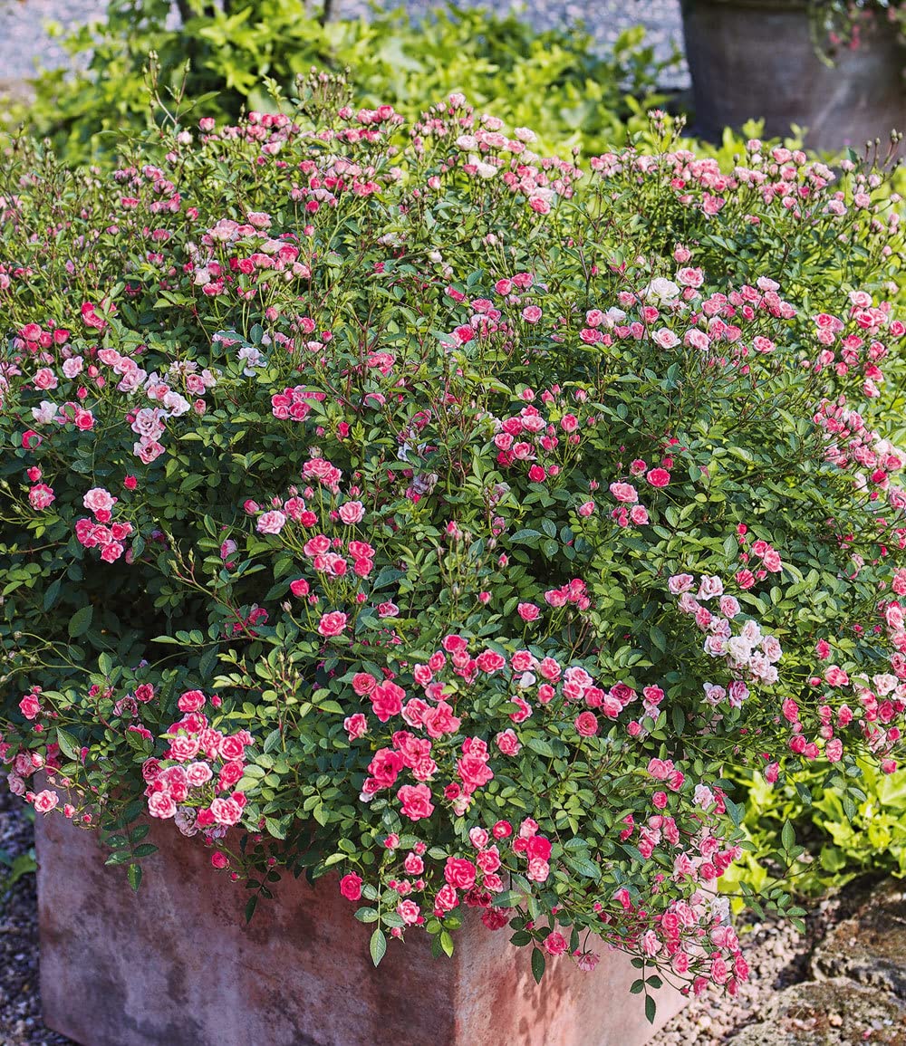 baldur-garten-lilly-rose-wonder5-rose-im-12-cm-topf image 4