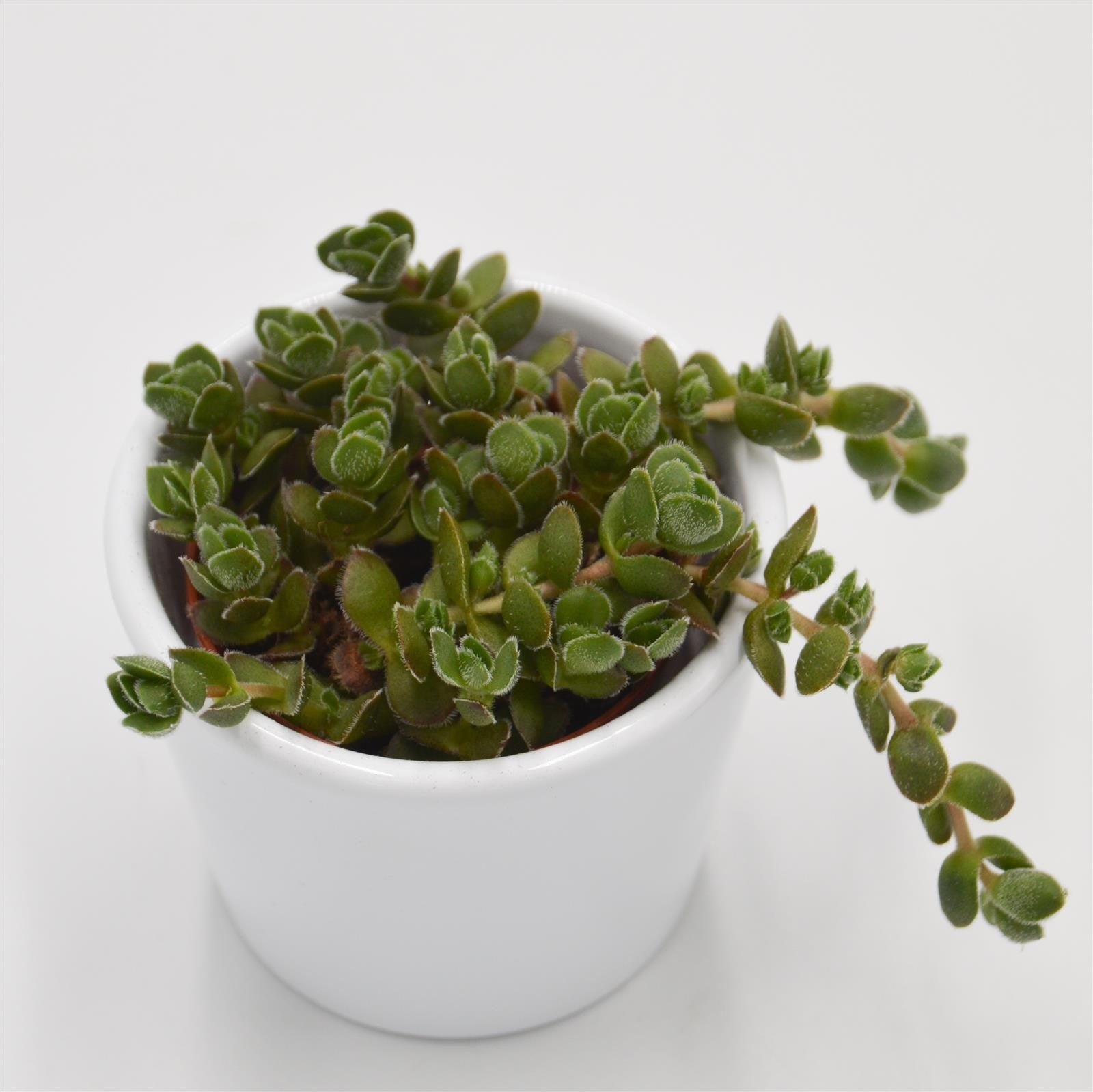 pasiora-crassula-david-sukkulente-5-5cm-topf image 1