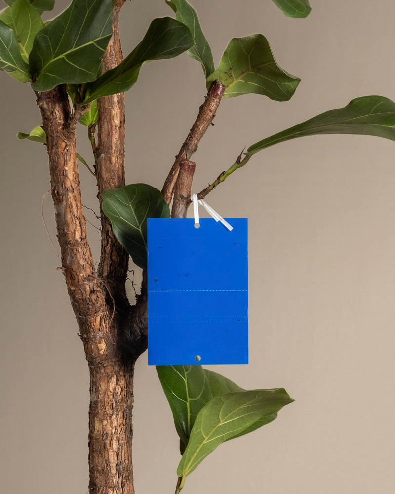 feey-blautafeln-gegen-thripse-leimfallen-f-r-zimmerpflanzen image 6