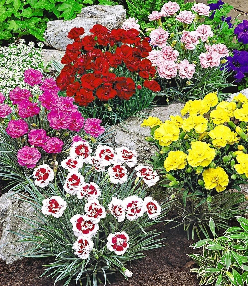 baldur-garten-5er-prachtmischung-duft-gartennelken-dianthus-plumarius-im-9x9-cm- image 1