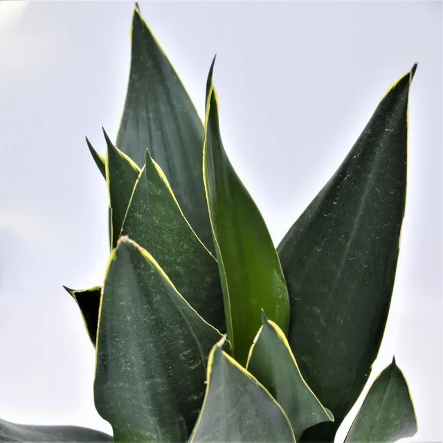 pasiora-sansevieria-black-diamond-zimmerpflanze-im-12cm-topf image 1