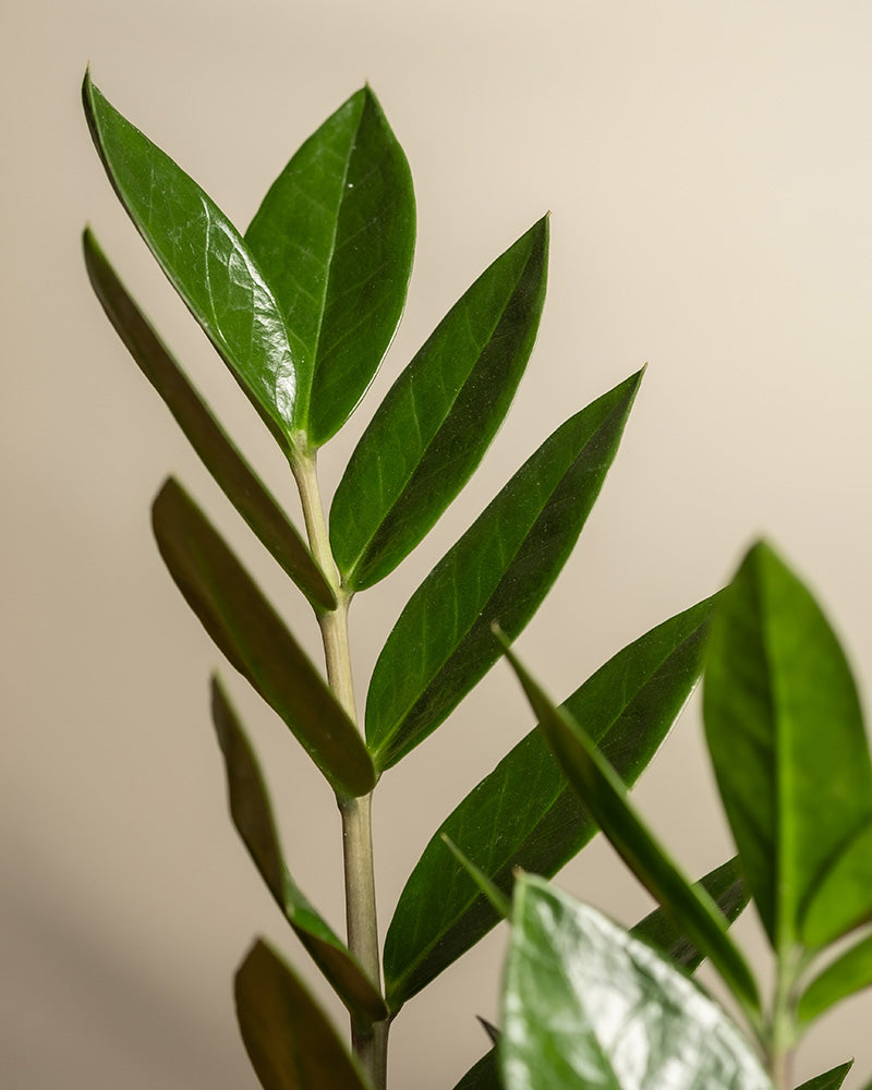 feey-gl-cksfeder-zamioculcas-zamiifolia-pflegeleichte-zimmerpflanze image 2