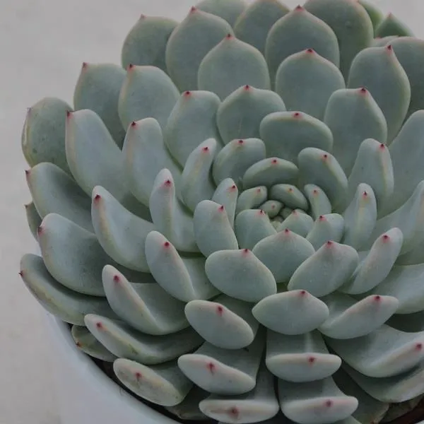 pasiora-echeveria-baena-echeverie-10-5cm-topf image 1