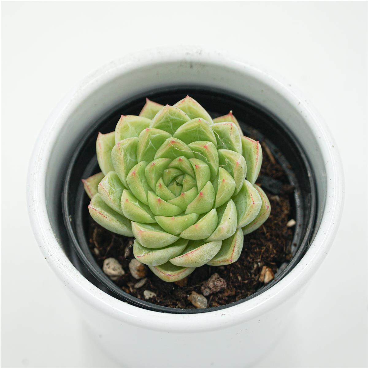 pasiora-echeveria-malgan-x-queen-sukkulente-6-cm-topf image 1