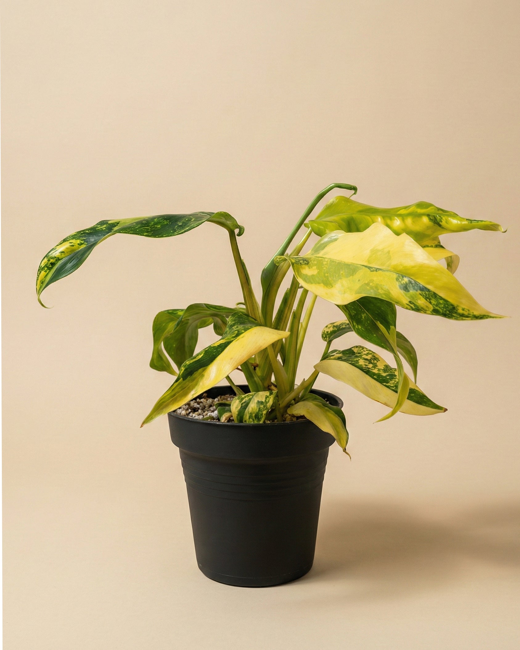 feey-monstera-standleyana-aurea-zimmerpflanze-rarit-t image 3
