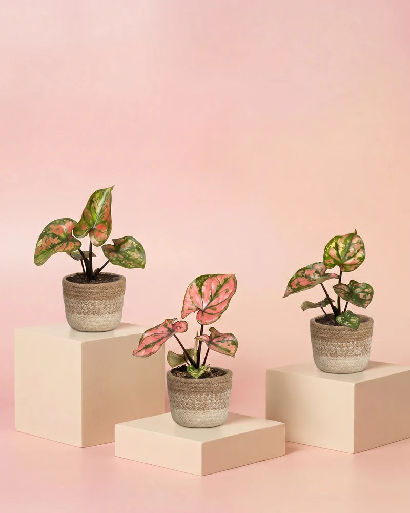 feey-baby-caladium-purple-light-3er-set-babypflanzen image 7