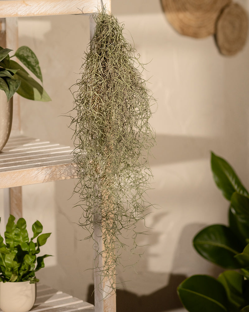 feey-spanisches-moos-tillandsia-usneoides-klein image 4