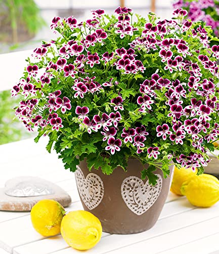 baldur-garten-3x-duft-geranie-mosquitaway-eva-im-10-5-cm-topf image 4