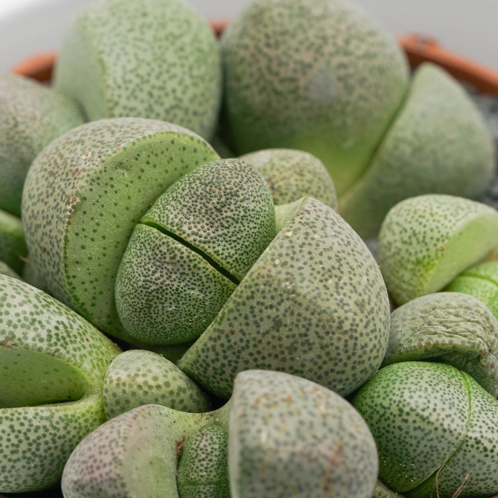 pasiora-pleiospilos-nelii-lebender-stein-8-5cm-topf image 8