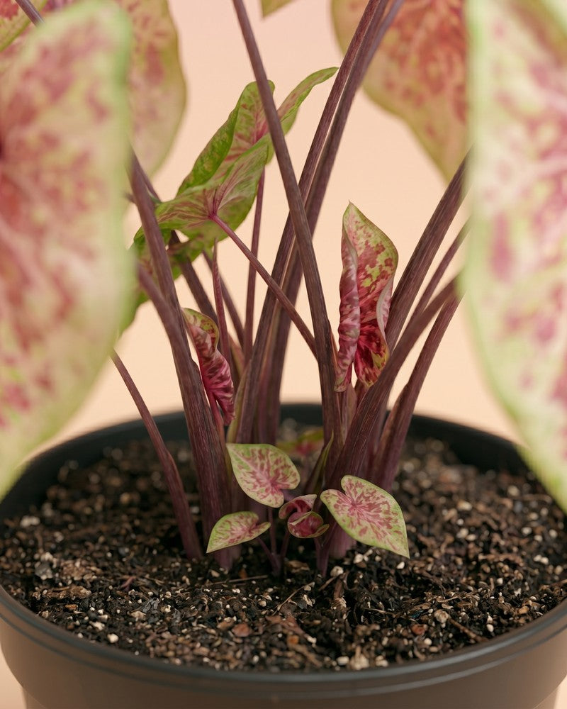 feey-caladium-raspberry-moon-gro-e-zimmerpflanze image 4