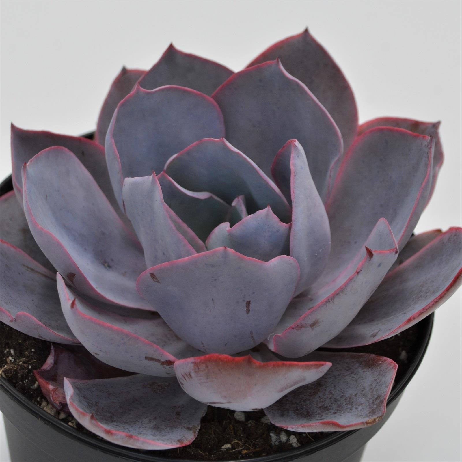 pasiora-echeveria-afterglow-sukkulente-15-cm-xxl-rosette image 3