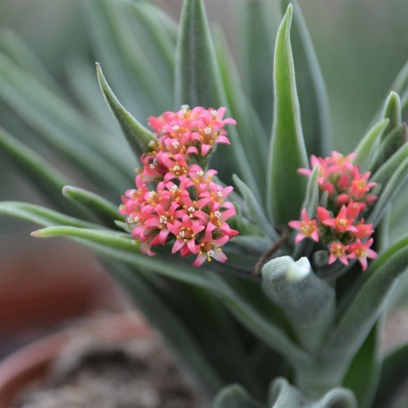 pasiora-crassula-lola-lopez-sukkulente-8-5-cm-topf image 2