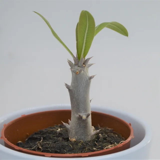 pasiora-pachypodium-densiflorum-sukkulente-8-5cm image 1