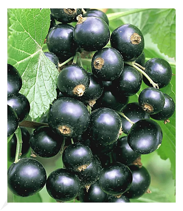baldur-garten-johannisbeere-schwarze-titania-obstpflanze-im-2-liter-topf image 1