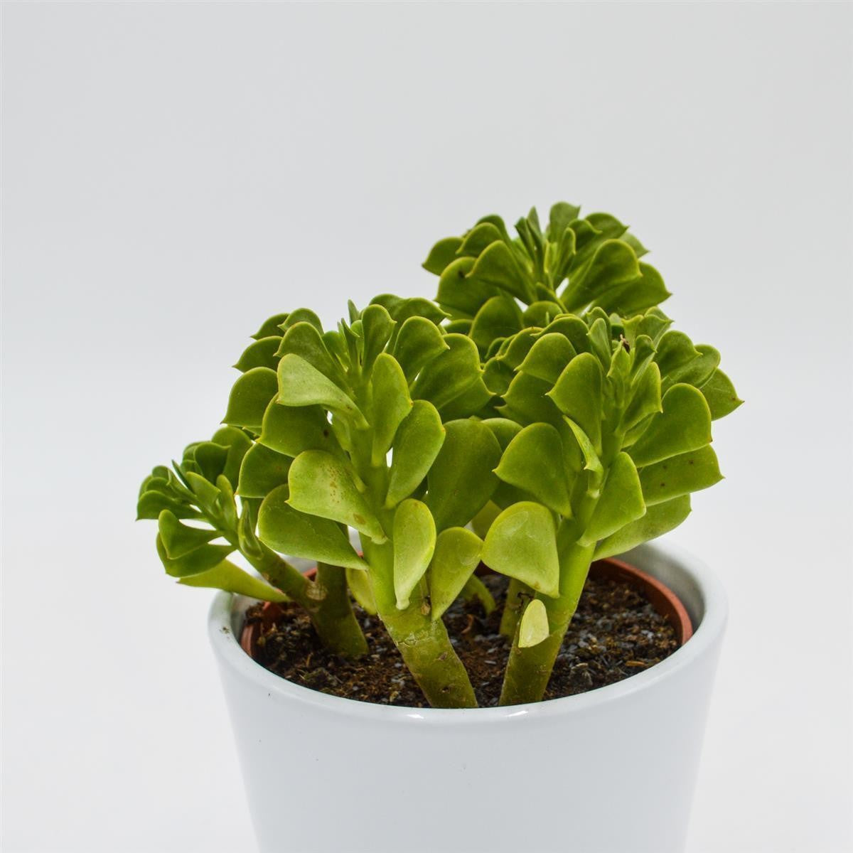 pasiora-peperomia-dolabriformis-sukkulente-10-5-cm-topf image 2
