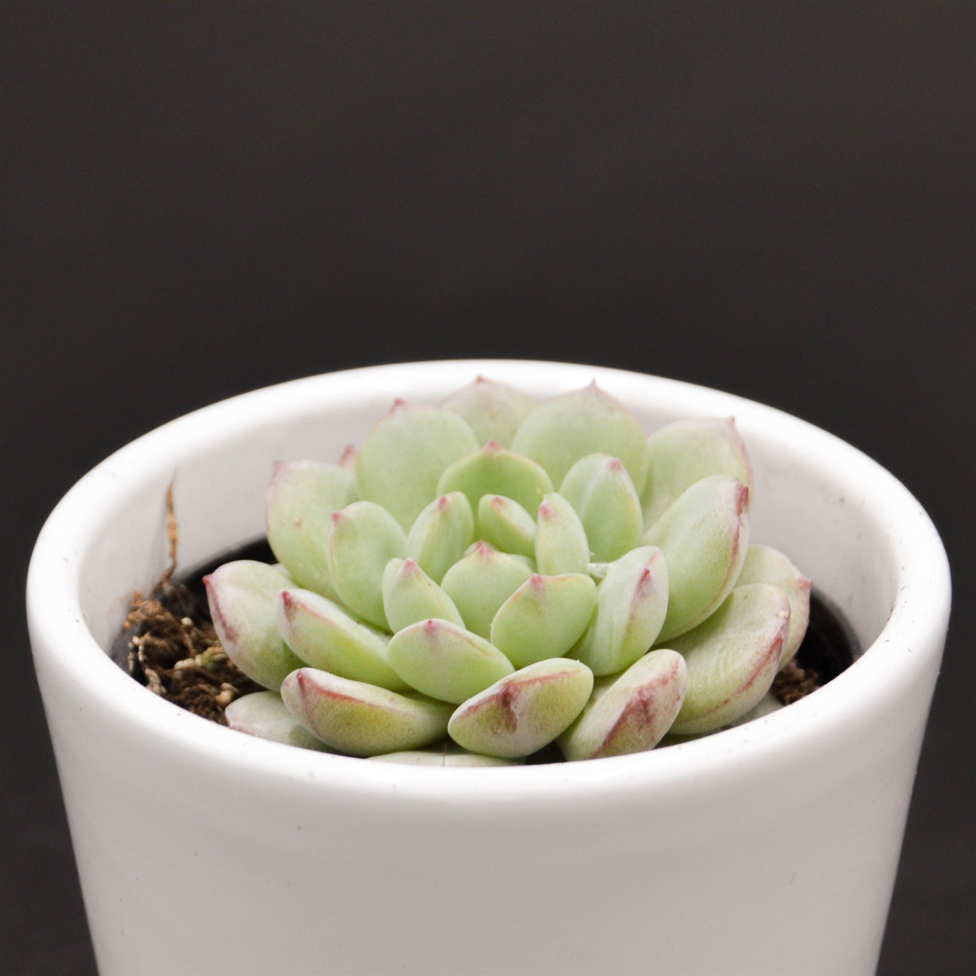 pasiora-echeveria-red-snow-rosetten-sukkulente-6-cm-topf image 1